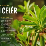 pravi celer
